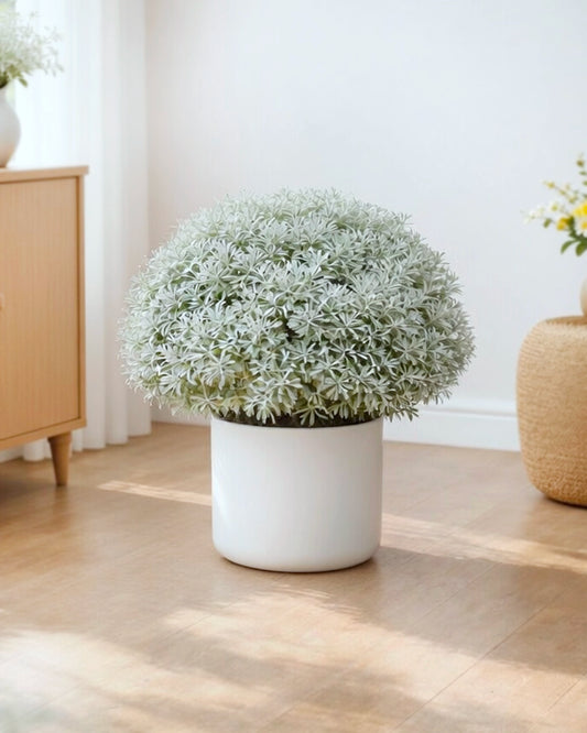 Cotton Lavender | 芙蓉菊