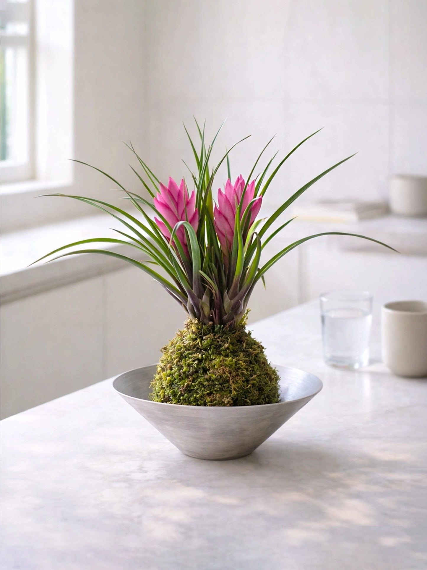 Air Plant (Tillandsia) Kokedama | 鐵蘭苔蘚球