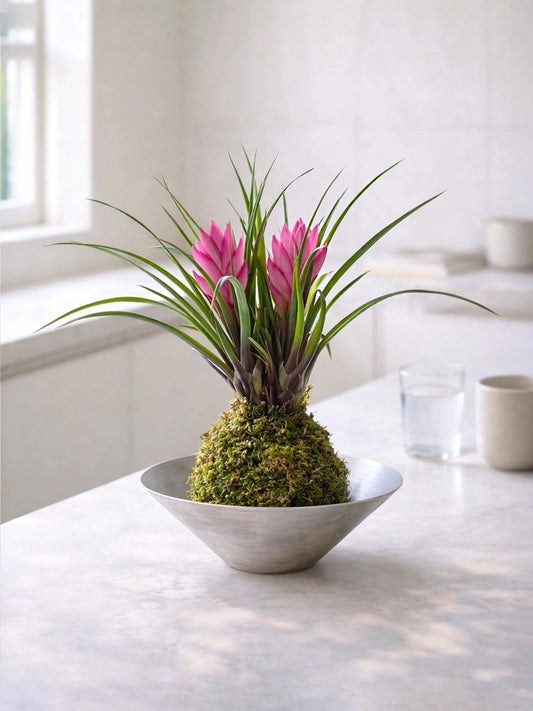 Air Plant (Tillandsia) Kokedama | 鐵蘭苔蘚球