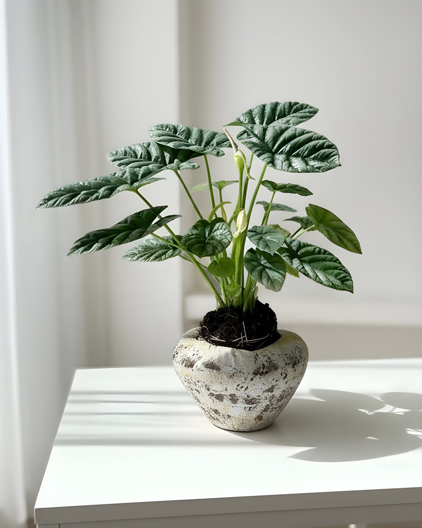 Alocasia｜海芋