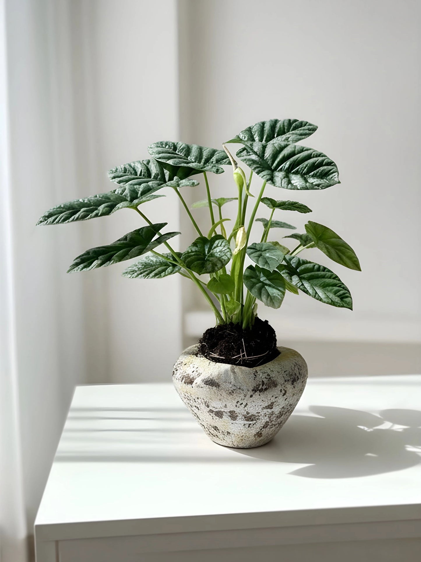 Alocasia｜海芋