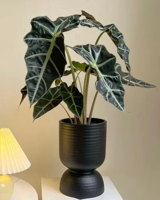 Alocasia Polly | 亞馬遜海芋