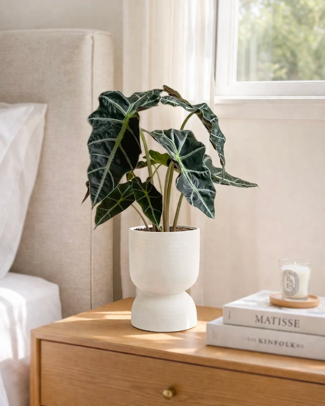 Alocasia Polly | 黑天鵝海芋