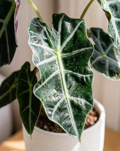 Alocasia Polly | 黑天鵝海芋
