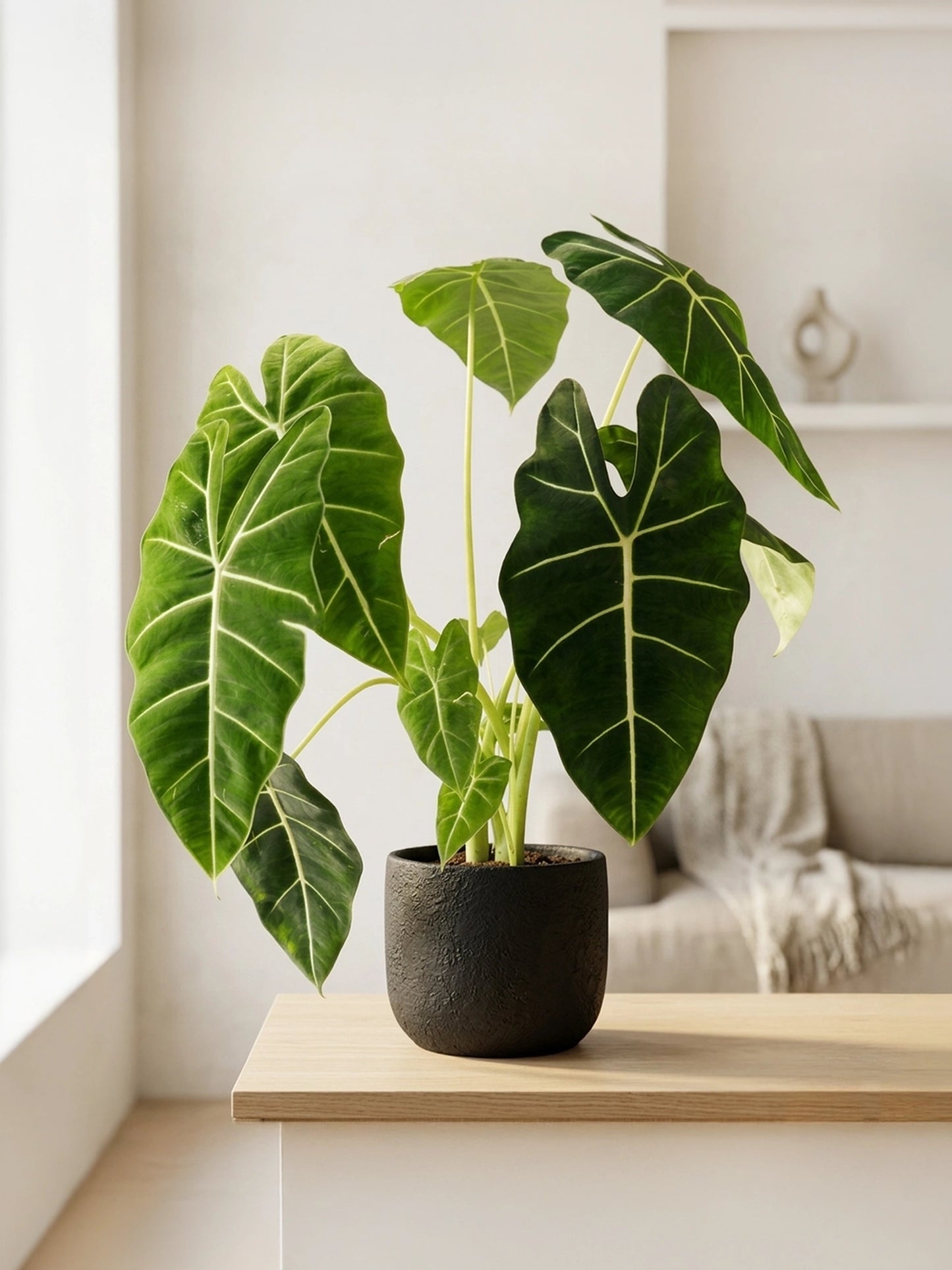 Alocasia Polly | 綠天鵝海芋