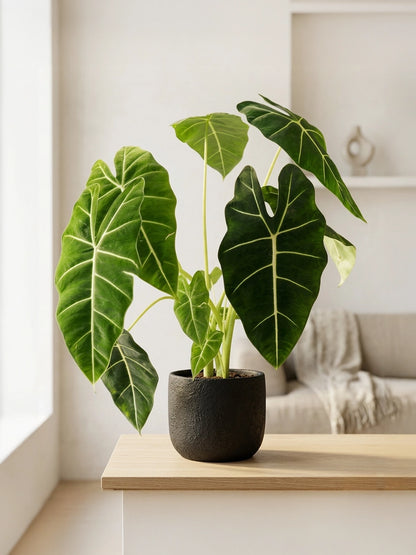 Alocasia Polly | 綠天鵝海芋