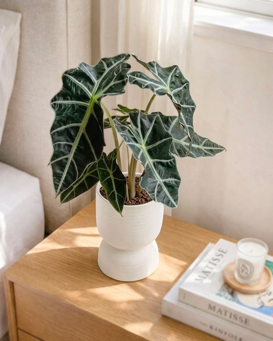Alocasia Polly | 黑天鵝海芋