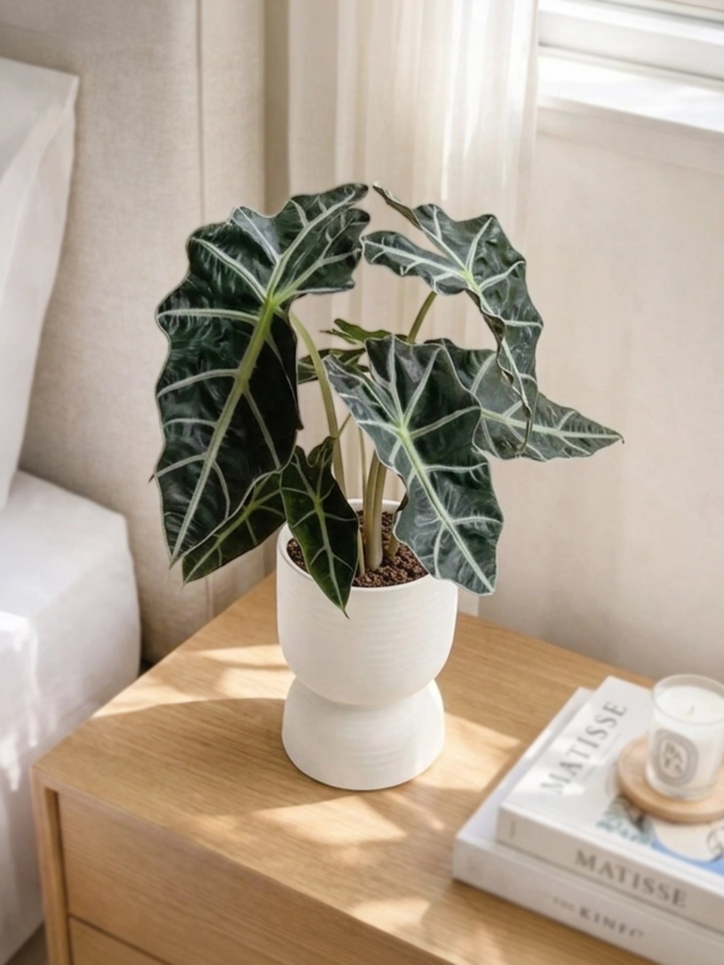 Alocasia Polly | 黑天鵝海芋