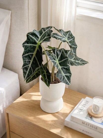 Alocasia Polly | 黑天鵝海芋