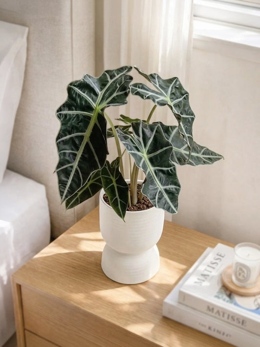 Alocasia Polly | 黑天鵝海芋