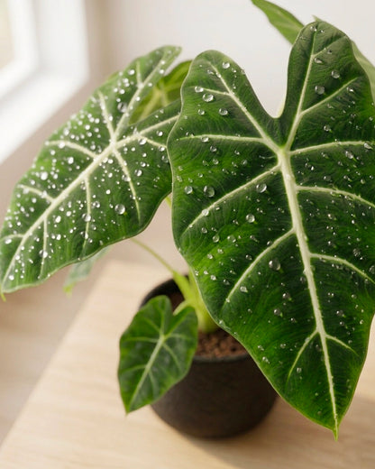 Alocasia Polly | 綠天鵝海芋
