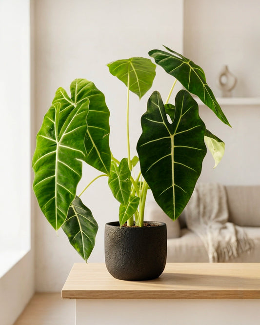 Alocasia Polly | 綠天鵝海芋
