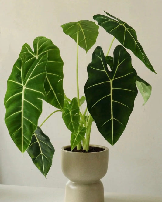 Alocasia Polly | 亞馬遜海芋
