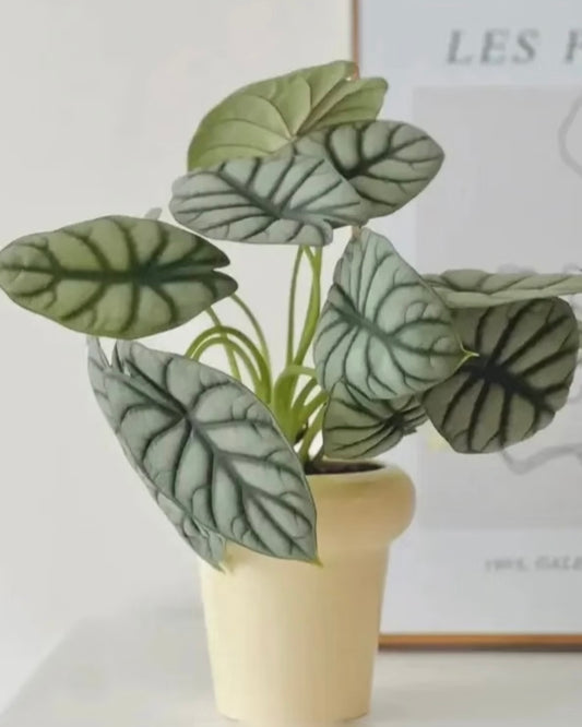 Alocasia Silver Dragon | 白犀牛