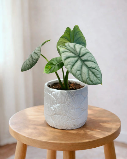 Alocasia Silver Dragon｜白犀牛海芋