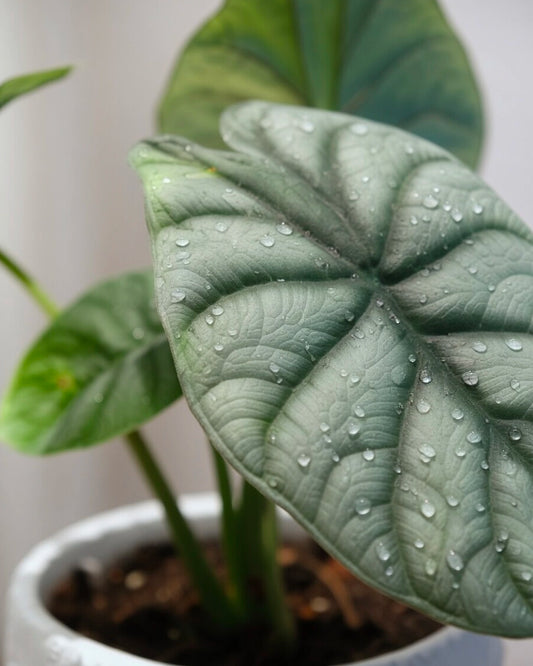 Alocasia Silver Dragon｜白犀牛海芋
