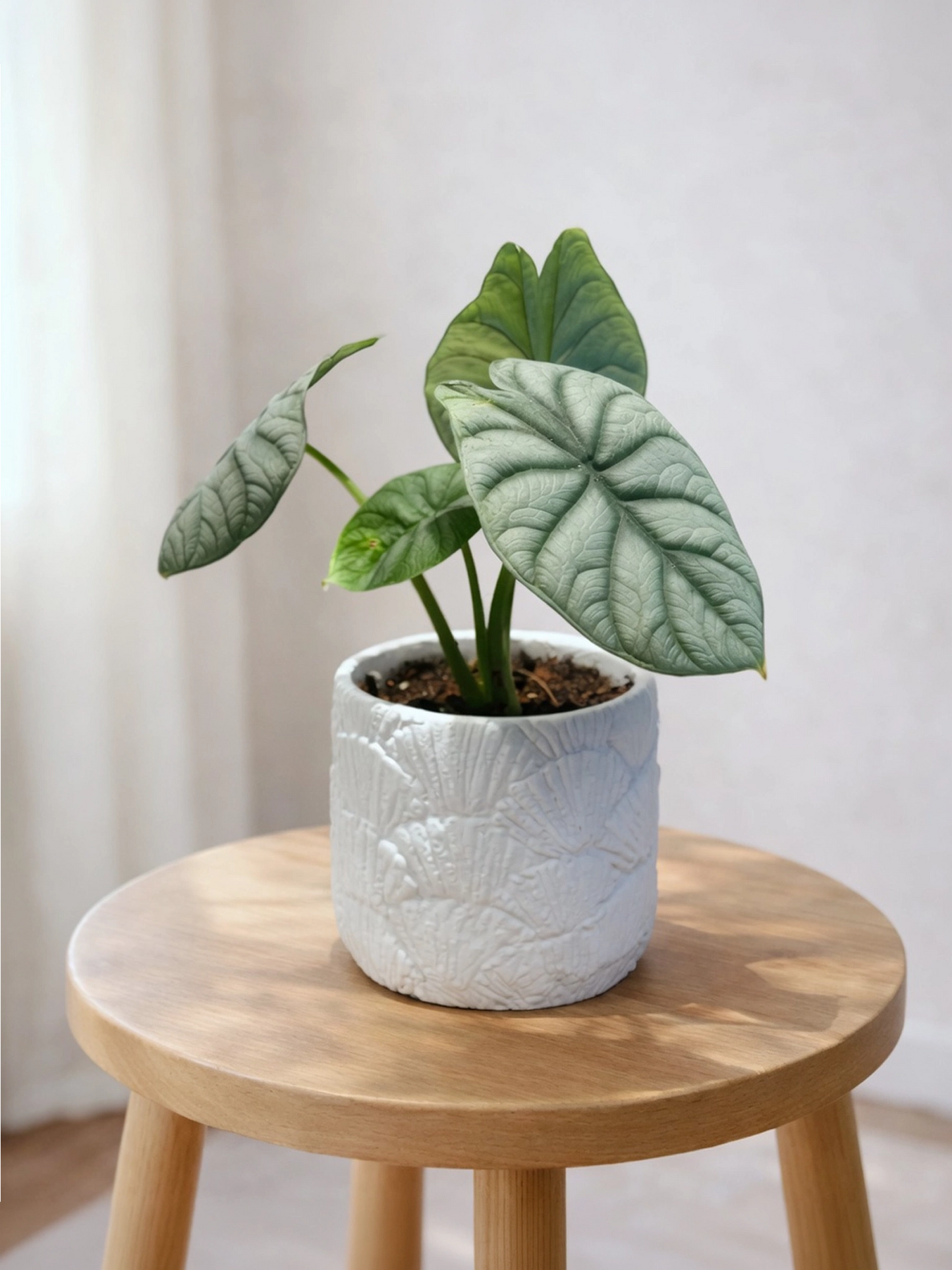 Alocasia Silver Dragon｜白犀牛海芋