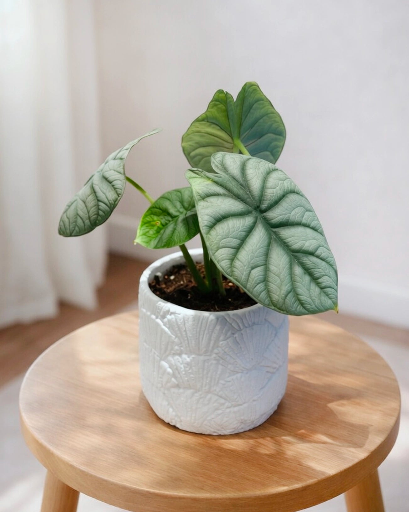 Alocasia Silver Dragon｜白犀牛海芋