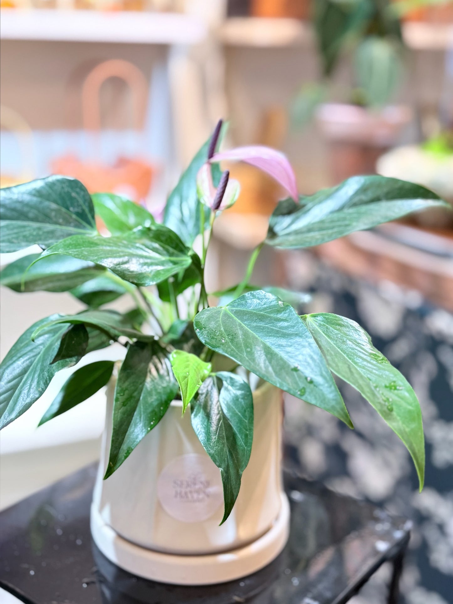 Anthurium Kokedama | 掌苔蘚球