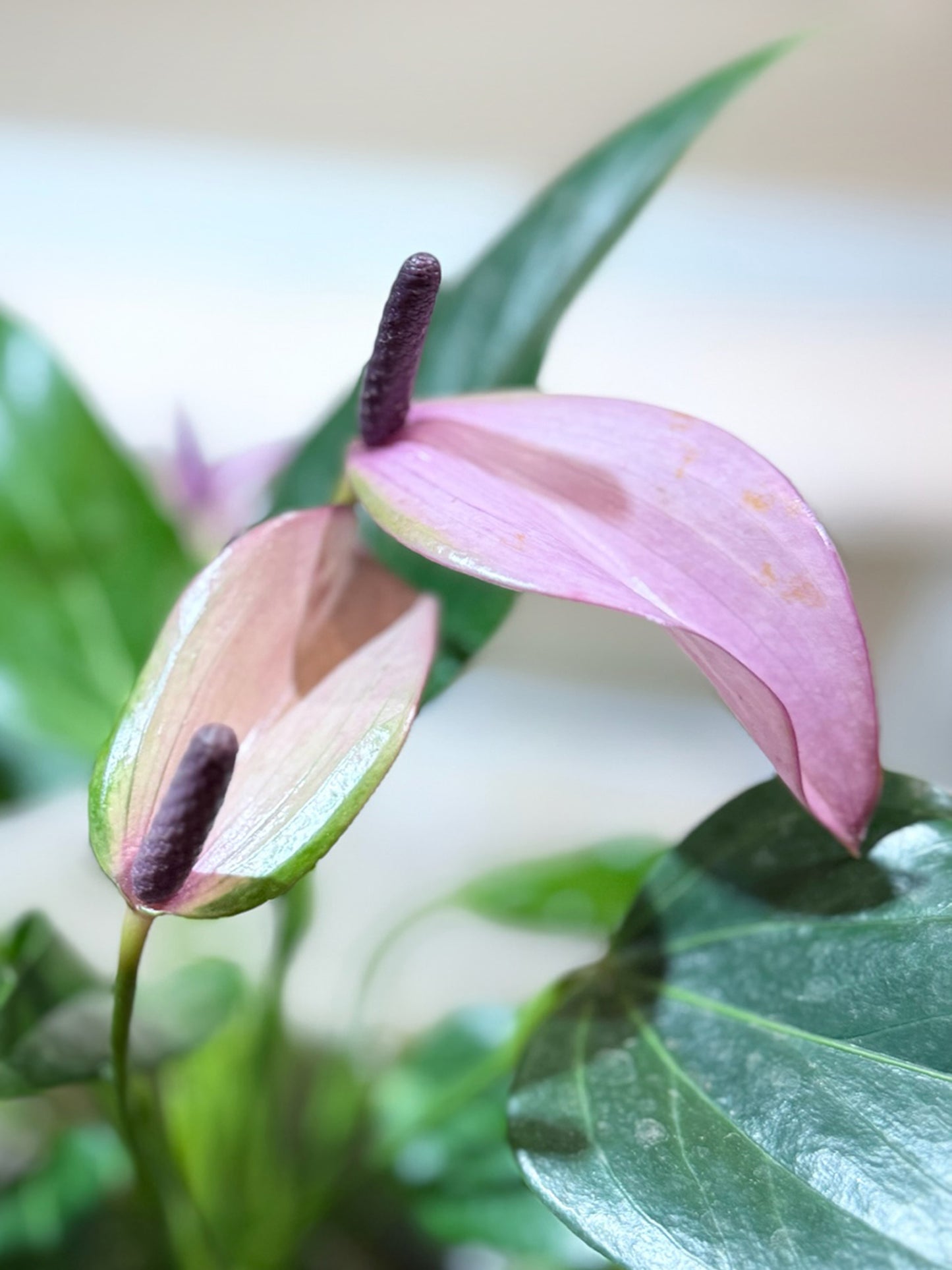 Anthurium Kokedama | 掌苔蘚球