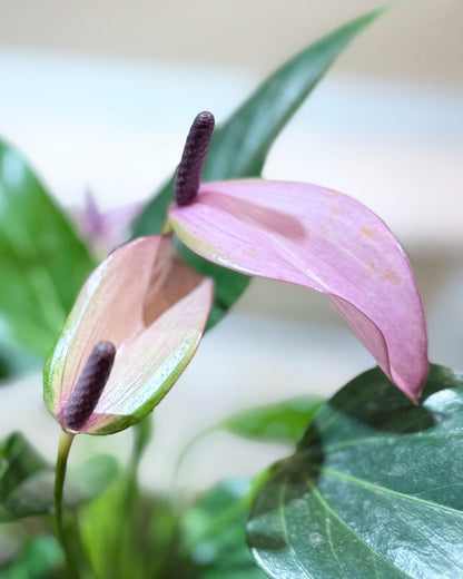 Anthurium Kokedama | 掌苔蘚球