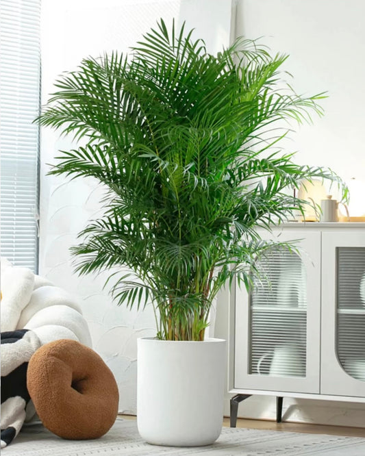 Areca Palm | 散尾葵