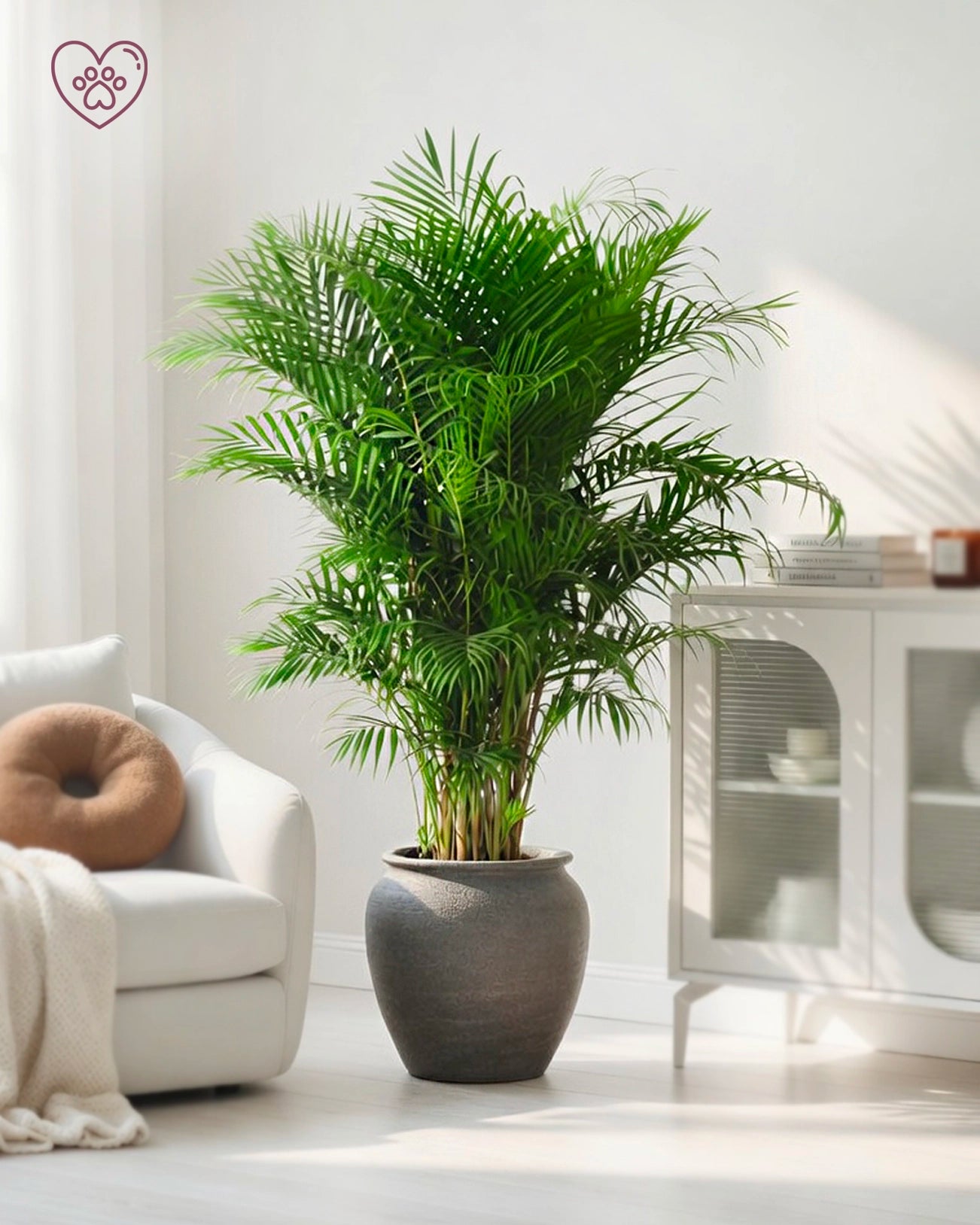 Areca Palm | 散尾葵