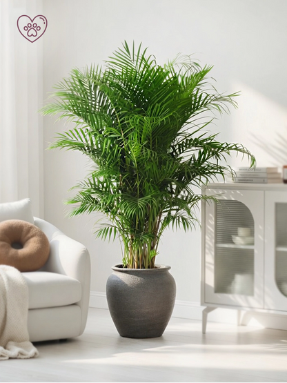 Areca Palm | 散尾葵