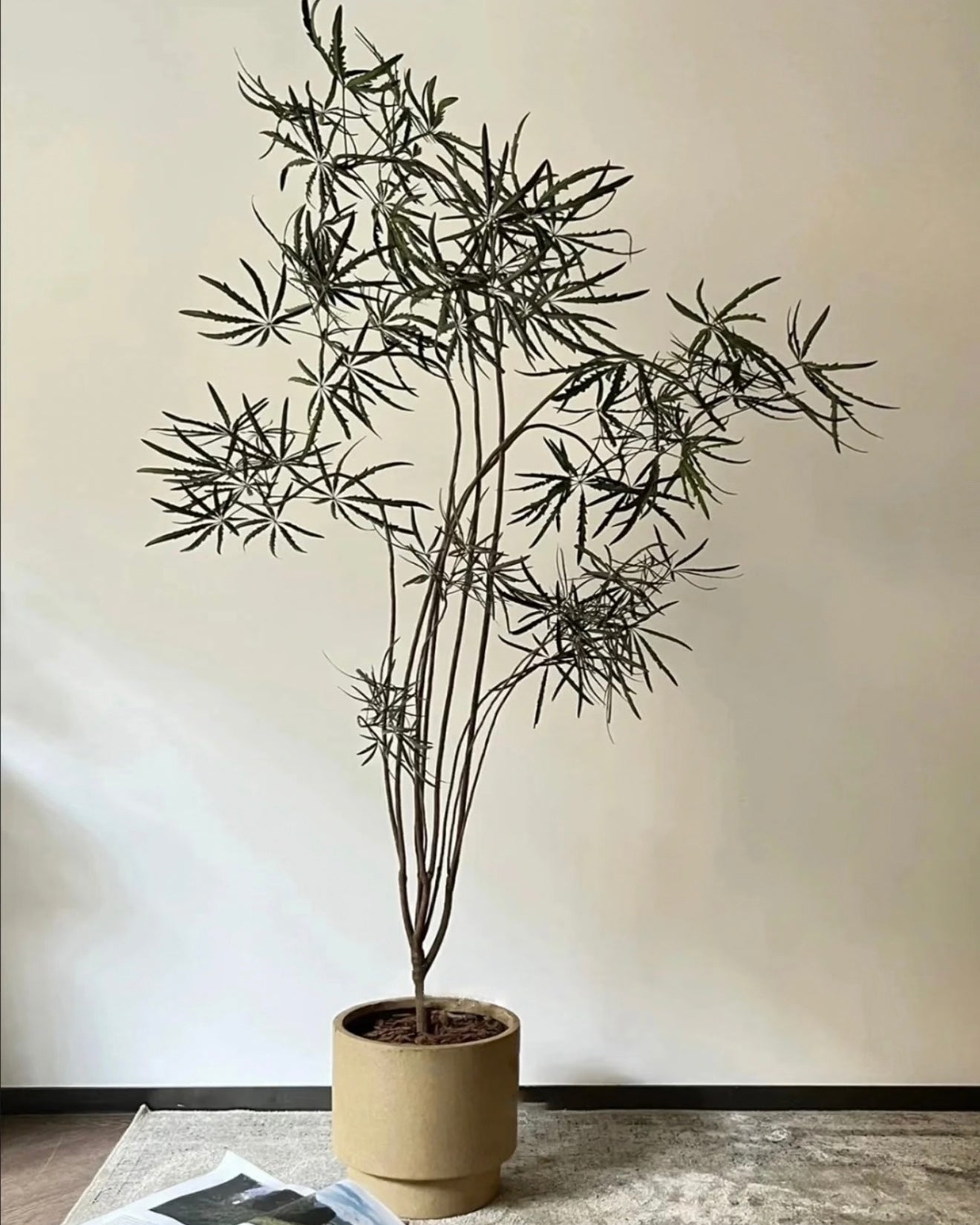 Plerandra elegantissima | 孔雀木