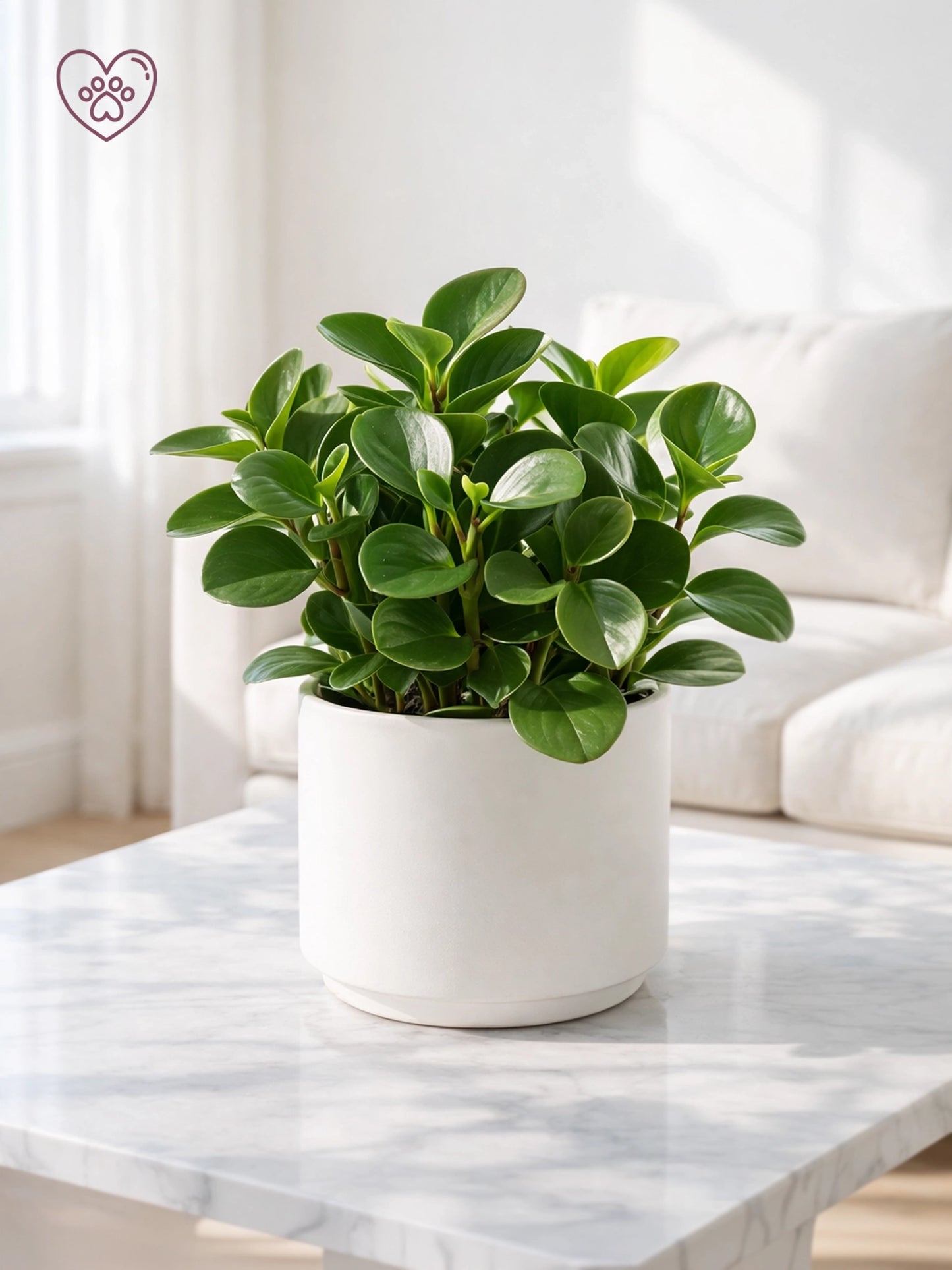 Baby Rubber Plant | 圓葉椒草