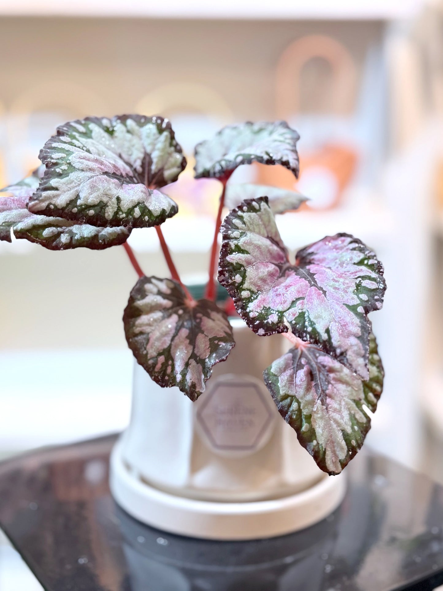 Begonia｜秋海棠