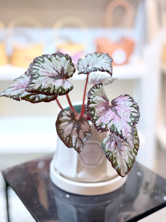 Begonia｜秋海棠