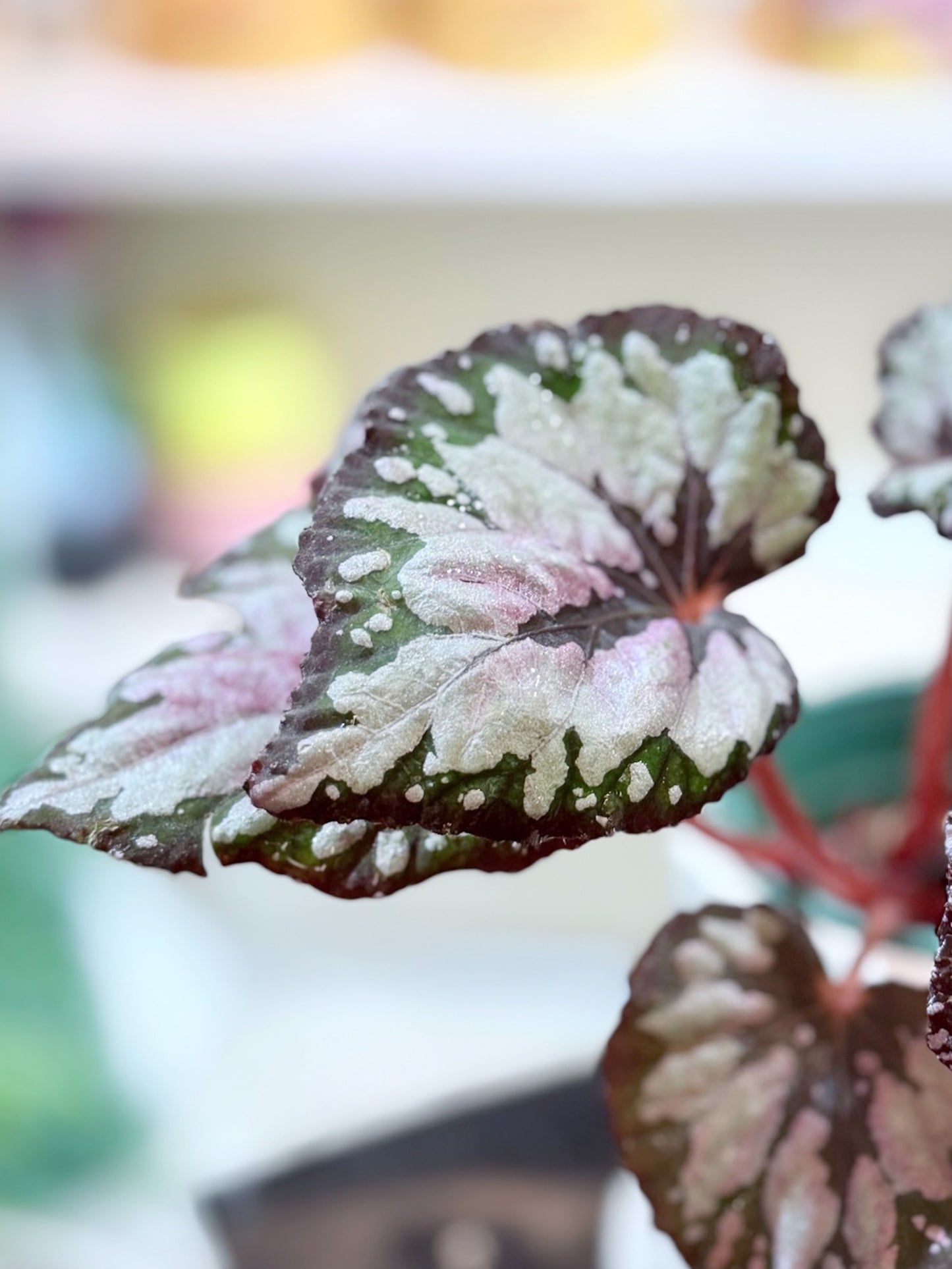 Begonia｜秋海棠