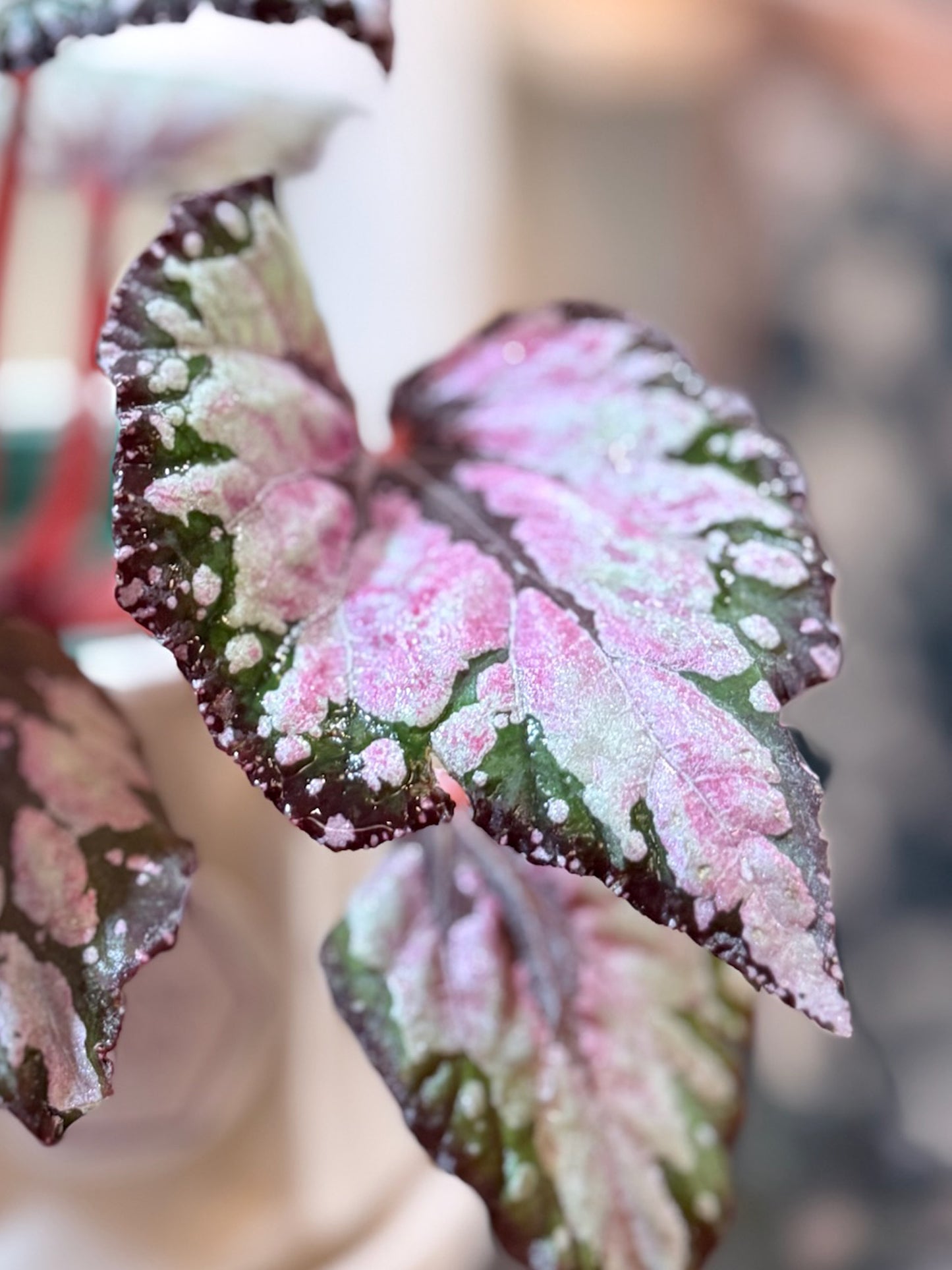 Begonia｜秋海棠
