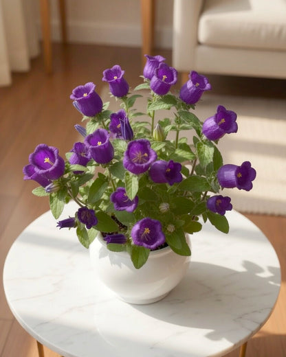 Bellflower | 風鈴花