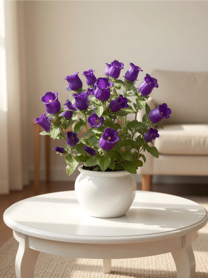 Bellflower | 風鈴花
