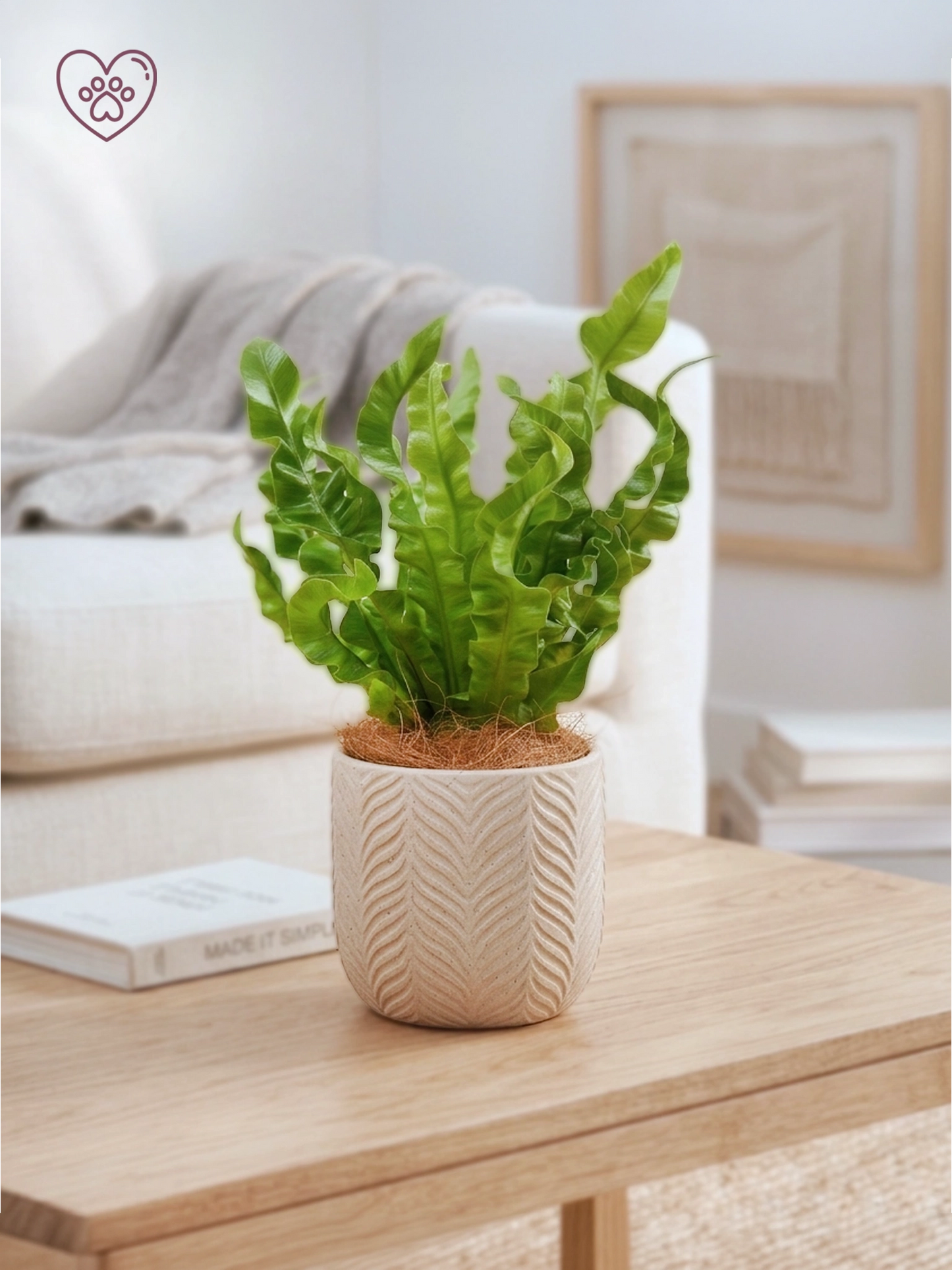 Bird’s Nest Fern Crispy Wave | 波士頓巢蕨