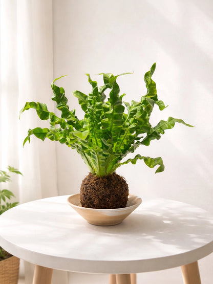 Bird’s Nest Fern Kokedama｜鳥巢蕨苔蘚球