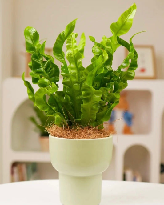 Bird’s Nest Fern Crispy Wave | 波士頓巢蕨