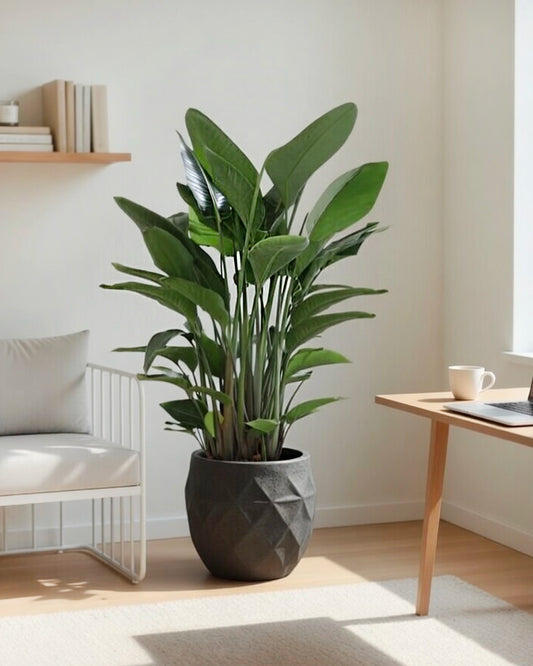 Bird of Paradise | 天堂鳥