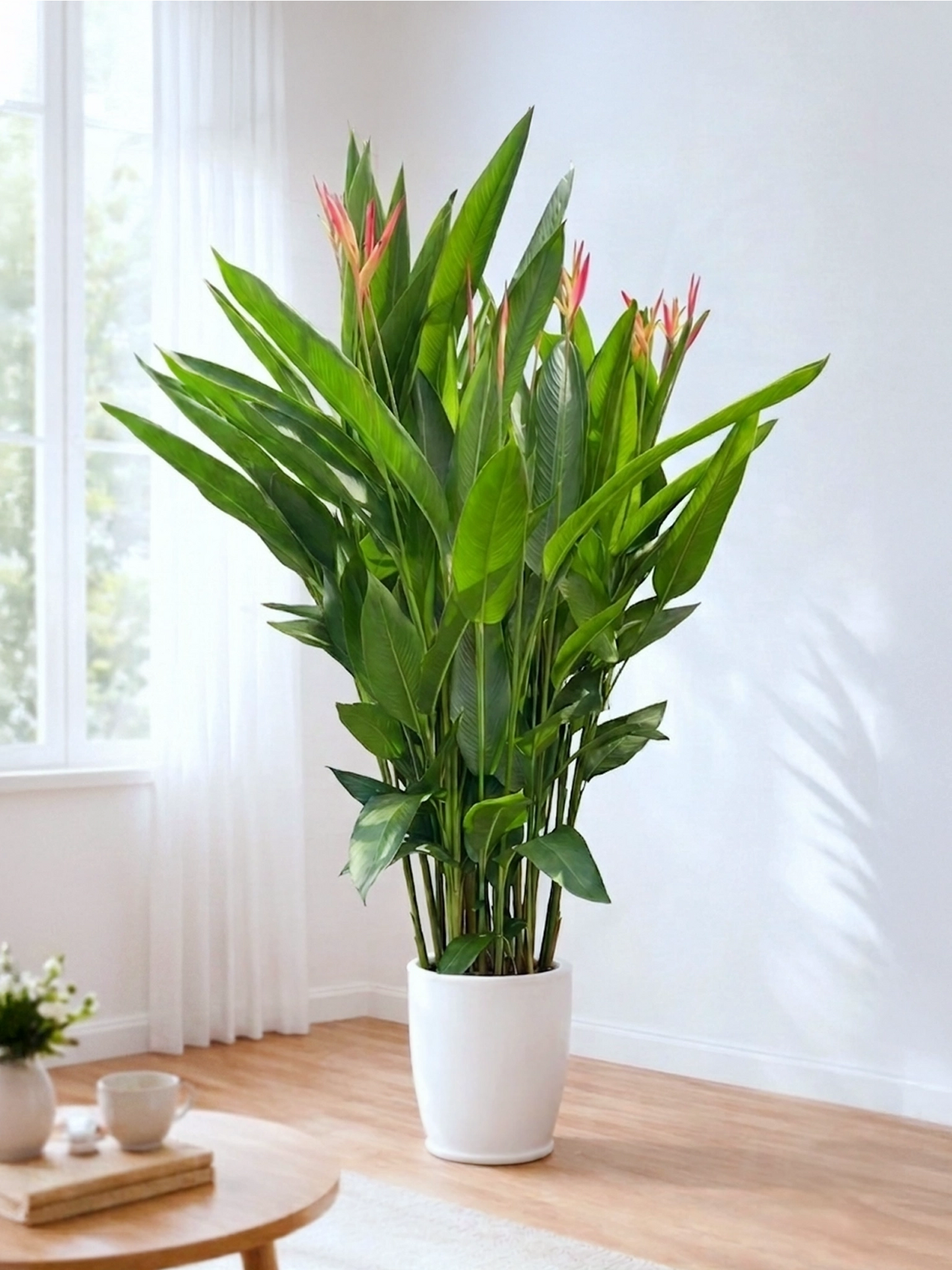 Bird of Paradise | 富貴鳥蕉