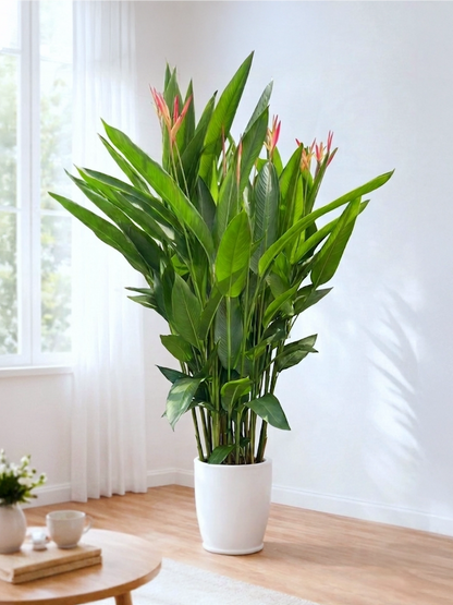 Bird of Paradise | 富貴鳥蕉