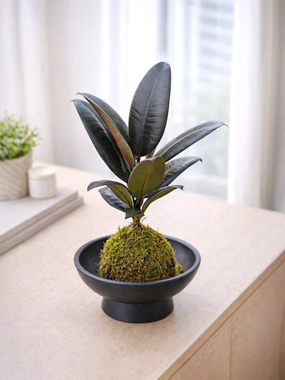 Black Rubber Plant Kokedama | 黑金剛苔蘚球