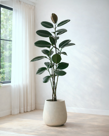 Black Rubber Tree | 黑金剛橡皮樹