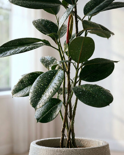 Black Rubber Tree | 黑金剛橡皮樹
