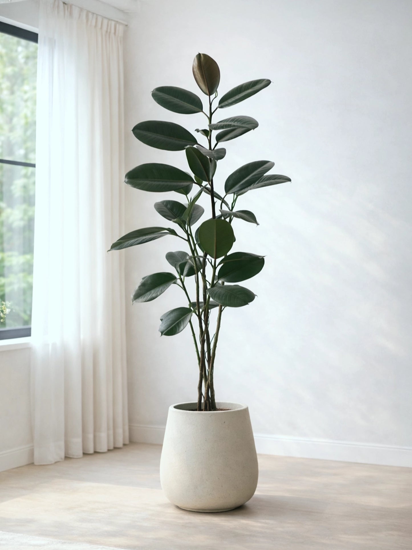 Black Rubber Tree | 黑金剛橡皮樹
