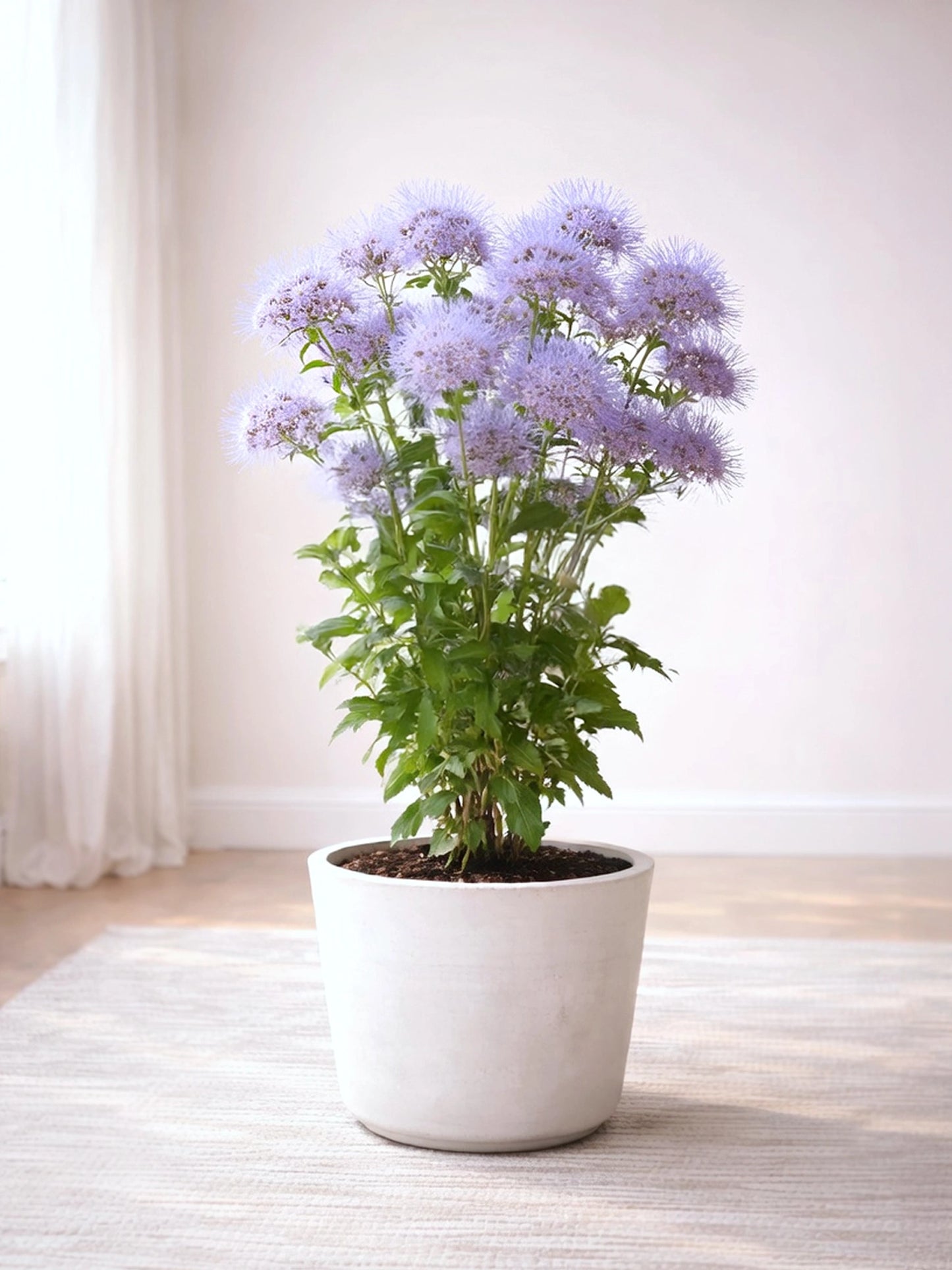 Blue Mistflower | 藍霧花