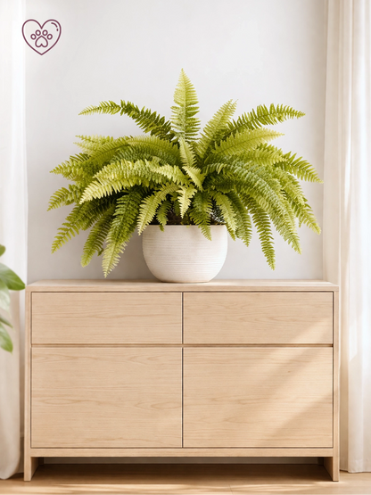 Boston Fern | 波士頓腎蕨
