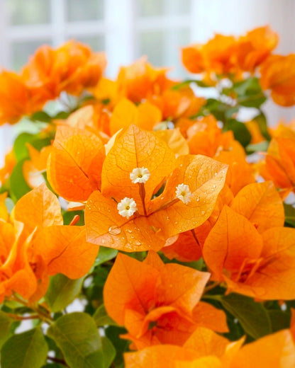 Bougainvillea | 三角梅