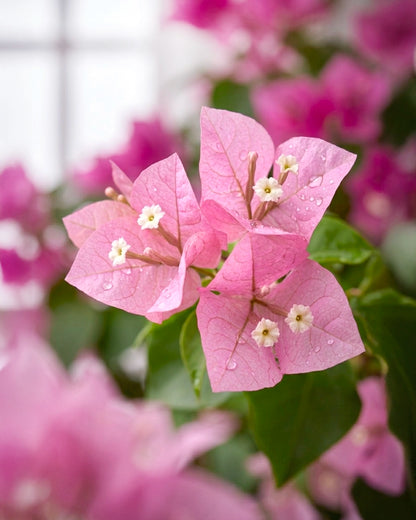 Bougainvillea | 三角梅
